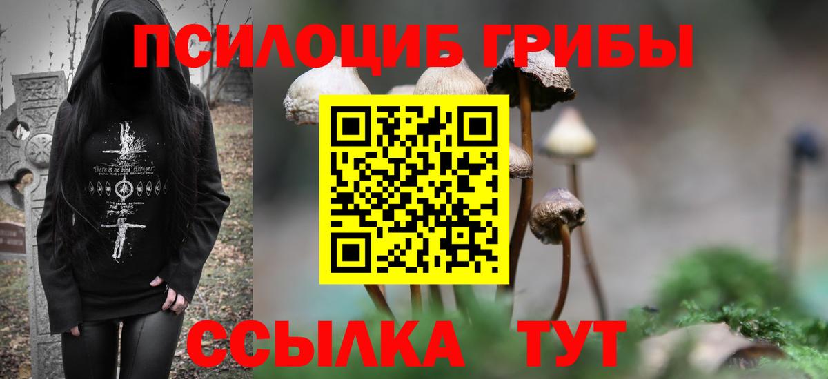 Галлюциногенные грибы Psilocybe Аксай